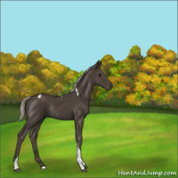 Horse Color:Silver Black Tobiano Rabicano 