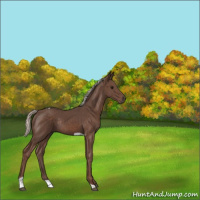 Horse Color:Silver Black Tobiano Rabicano 