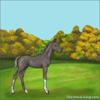 Horse Color:Silver Black Tobiano Rabicano