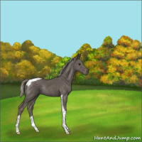 Horse Color:Silver Black Tobiano Rabicano 