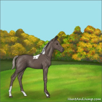 Horse Color:Silver Black Tobiano Rabicano