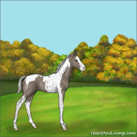 Horse Color:Silver Grullo Splash Tobiano Rabicano 