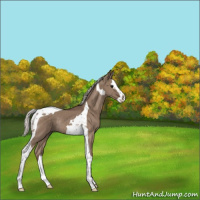 Horse Color:Silver Grullo Splash Tobiano Rabicano 