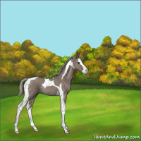 Horse Color:Silver Grullo Splash Tobiano Rabicano 