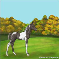 Horse Color:Silver Black Tobiano Rabicano 