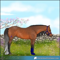 Horse Color:Bay Rabicano