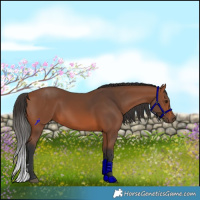 Horse Color:Bay Rabicano 