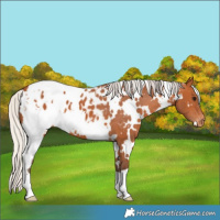 Horse Color:White Spotted Silver Bay Appaloosa 
