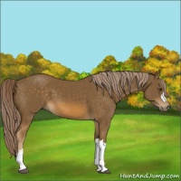 Horse Color:Chocolate Palomino 