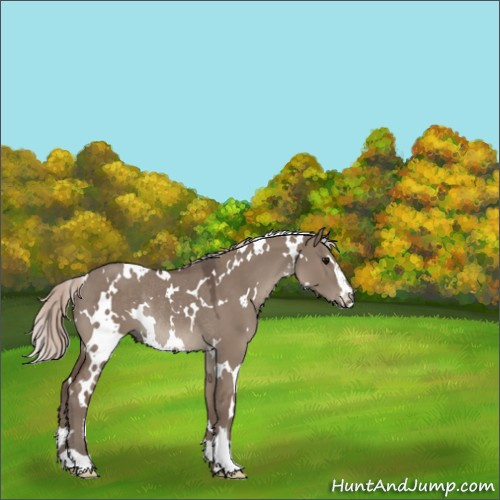Horse Color:White Spotted Silver Grullo Sabino Rabicano 