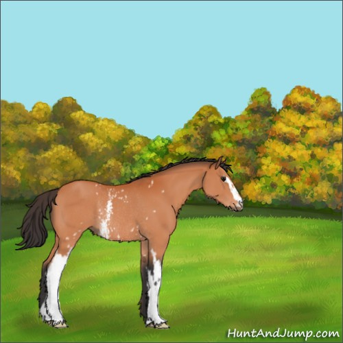 Horse Color:White Spotted Bay Sabino Rabicano 