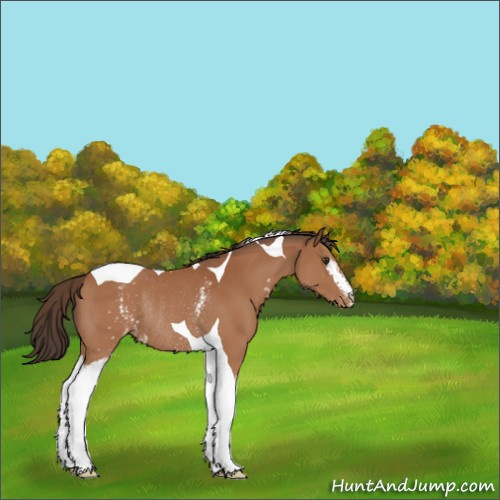 Horse Color:White Spotted Bay Tobiano Appaloosa Rabicano 