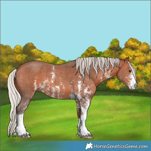 Horse Color:Silver Brown Sabino 