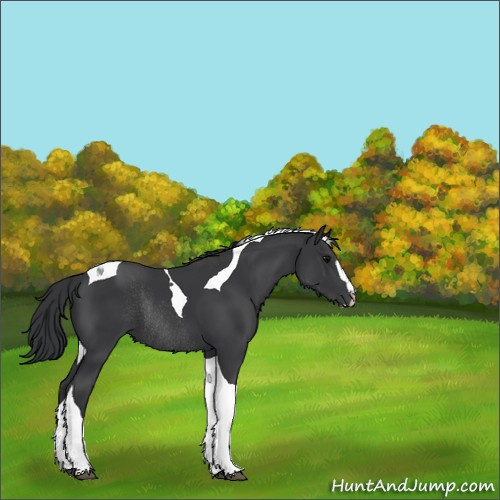 Horse Color:Black Sabino Tobiano Rabicano 