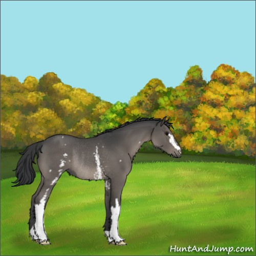 Horse Color:White Spotted Black Rabicano 