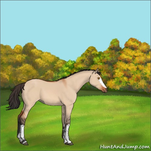Horse Color:White Spotted Bay Dun 