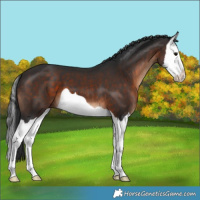 Horse Color:Brown Splash 