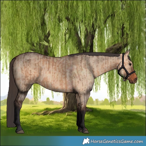 Horse Color:Bay Dun and Bay Dun
