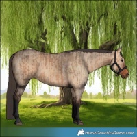 Horse Color:Bay Dun  and Bay Dun 