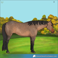 Horse Color:Brown Dun 