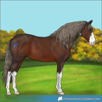 Horse Color:White Spotted Liver Chestnut 