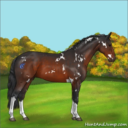 Horse Color:White Spotted Brown Tobiano 