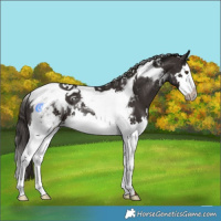 Horse Color:Liver Chestnut Splash Tobiano Rabicano 