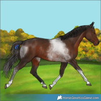 Horse Color:Liver Chestnut Tobiano Rabicano 