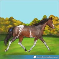 Horse Color:White Spotted Bay Appaloosa 