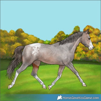 Horse Color:White Spotted Bay Blanket 