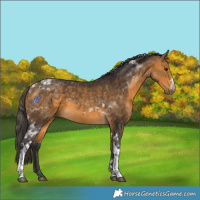 Horse Color:Buckskin Tobiano 