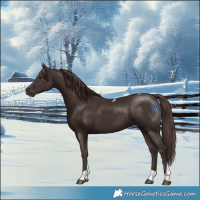 Horse Color:Liver Chestnut Tobiano 