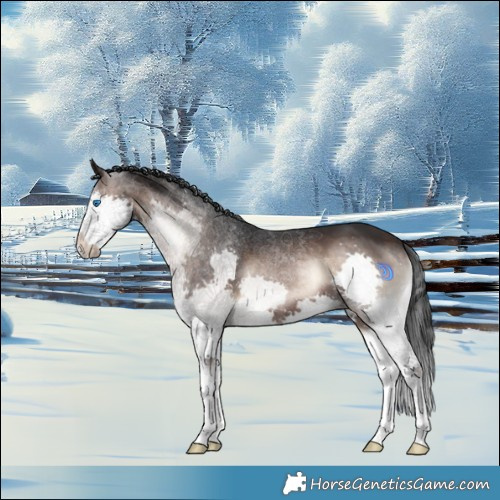 Horse Color:White Spotted Brown Onyx Splash 