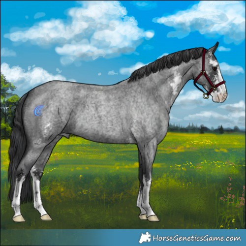 Horse Color:Blue Roan Sabino 