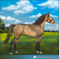 Horse Color:White Spotted Buckskin Mushroom 
