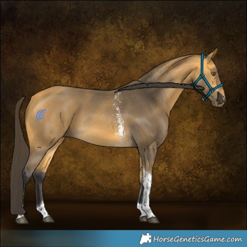 Horse Color:Buckskin Sabino Tobiano 