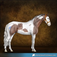 Horse Color:Silver Brown Roan Splash Tobiano 