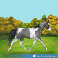Horse Color:Blue Roan Splash Tobiano 