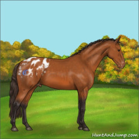 Horse Color:Buckskin Appaloosa 