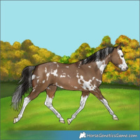 Horse Color:Gray White Spotted Bay Dun Splash 