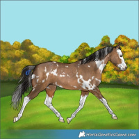 Horse Color:Gray White Spotted Bay Dun Splash 