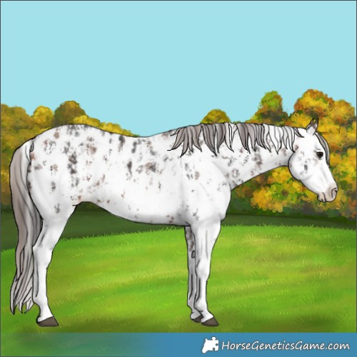 Horse Color:Brown Sabino Splash Appaloosa  and Bay Sabino Splash Appaloosa 