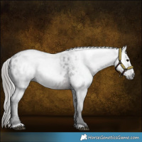 Horse Color:Gray Brown Appaloosa 