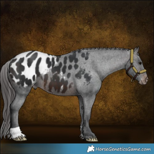 Horse Color:Brown Appaloosa 