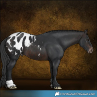 Horse Color:Brown Blanket 