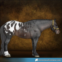 Horse Color:Brown Appaloosa 