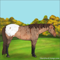 Horse Color:Bay Dun Appaloosa Brindle 