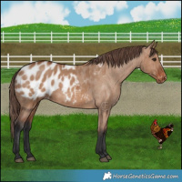 Horse Color:Bay Dun Appaloosa Brindle 