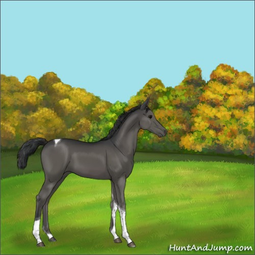 Horse Color:Black Tobiano