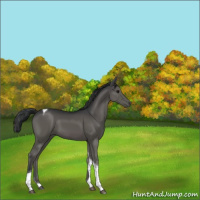 Horse Color:Black Tobiano 
